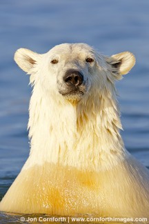 Barter Island Polar Bears 30
