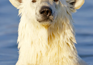 Barter Island Polar Bears 30