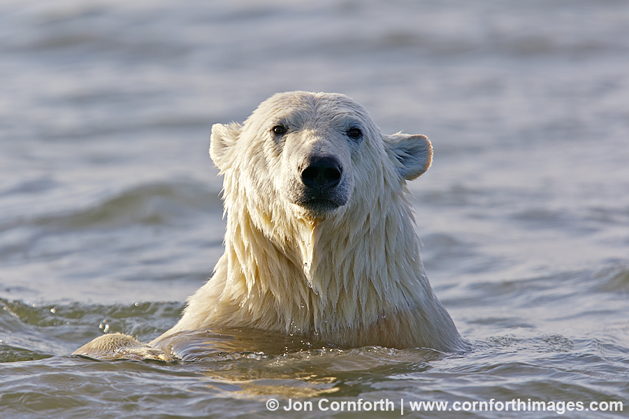 Barter Island Polar Bears 32