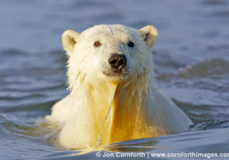 Barter Island Polar Bears 34