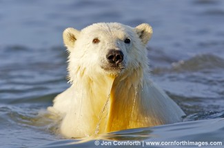Barter Island Polar Bears 34