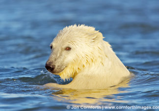 Barter Island Polar Bears 35