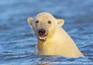 Barter Island Polar Bears 36