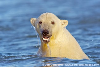 Barter Island Polar Bears 36