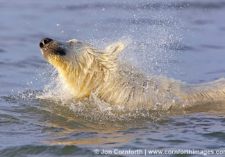 Barter Island Polar Bears 37