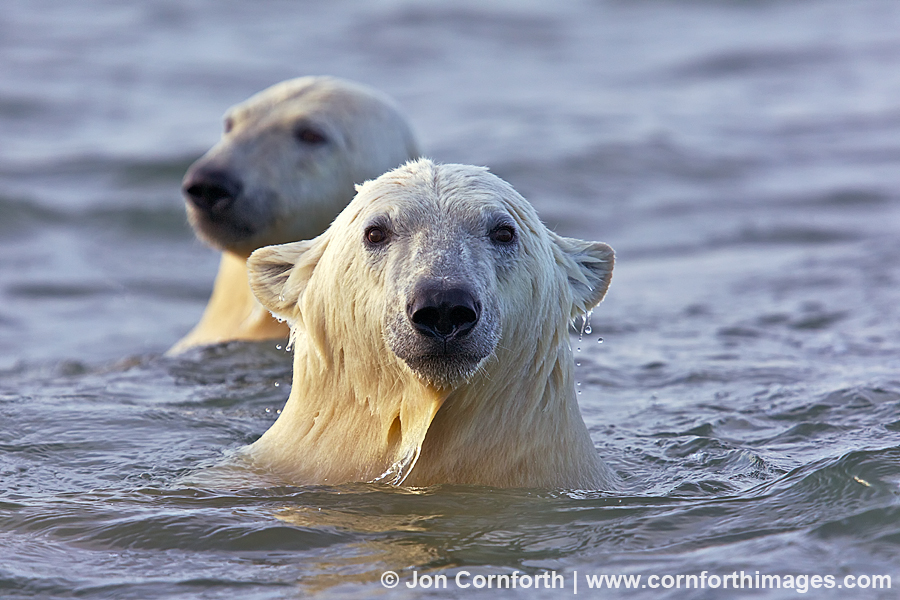 Barter Island Polar Bears 39