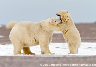 Barter Island Polar Bears 4
