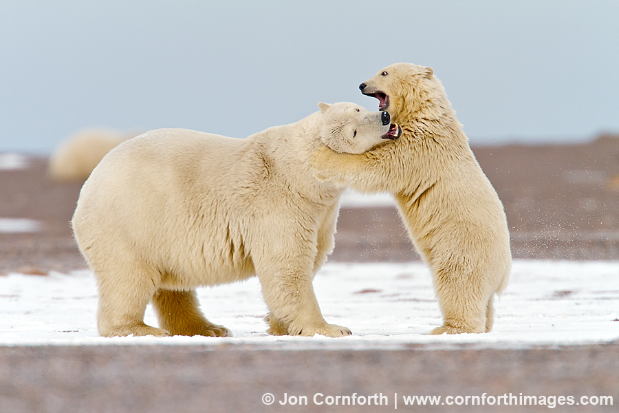 Barter Island Polar Bears 4