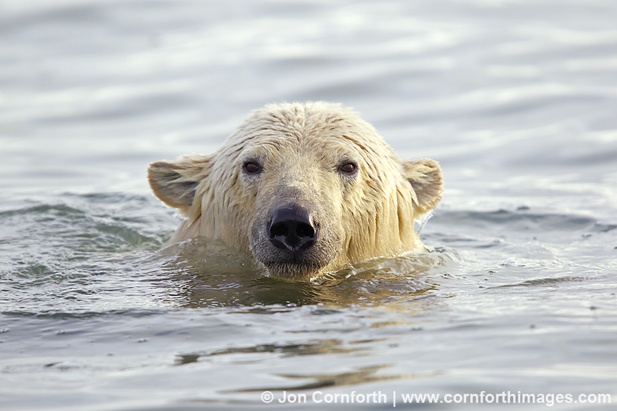 Barter Island Polar Bears 40