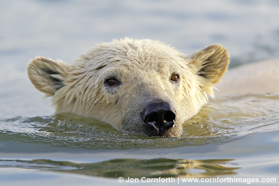 Barter Island Polar Bears 43