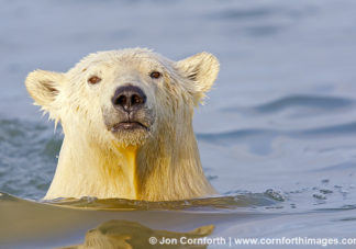 Barter Island Polar Bears 44