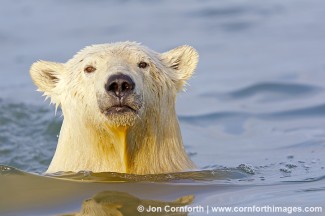 Barter Island Polar Bears 44