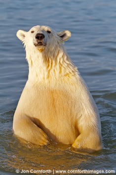 Barter Island Polar Bears 45