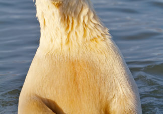 Barter Island Polar Bears 45