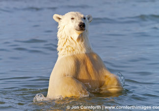 Barter Island Polar Bears 46
