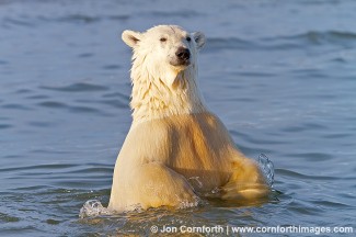 Barter Island Polar Bears 46
