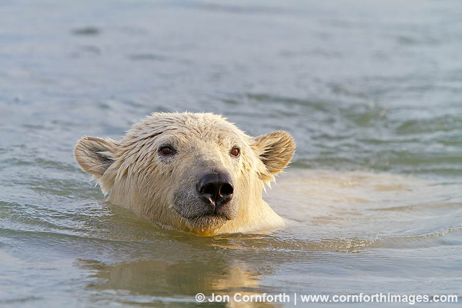 Barter Island Polar Bears 47