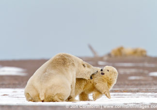 Barter Island Polar Bears 5