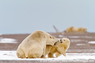 Barter Island Polar Bears 5