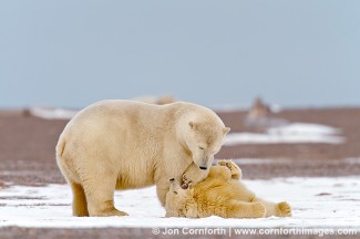 Barter Island Polar Bears 6