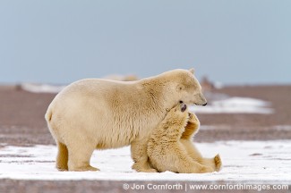 Barter Island Polar Bears 7