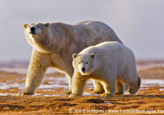 Barter Island Polar Bears 8
