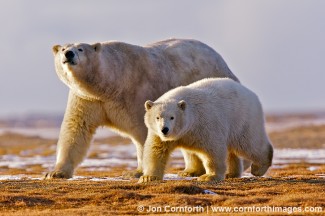 Barter Island Polar Bears 8