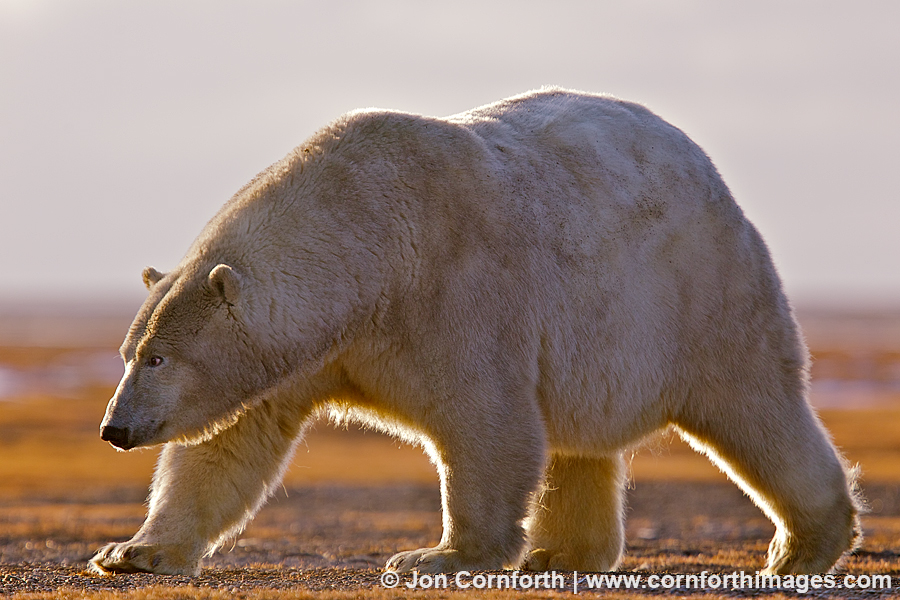 Barter Island Polar Bears 9
