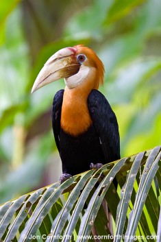 Papua Native Bird