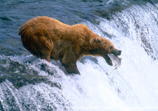 Brooks Falls Brown Bear Catch 1