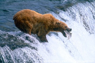Brooks Falls Brown Bear Catch 1