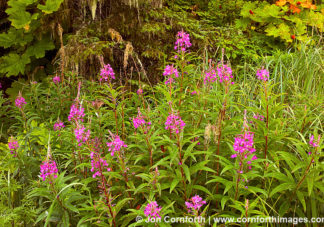 Brothers Islands Fireweed