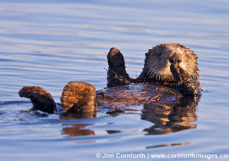 California Sea Otter 13