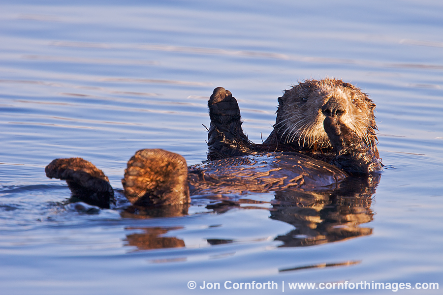 California Sea Otter 13