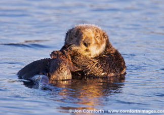 California Sea Otter 20