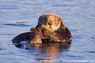 California Sea Otter 20