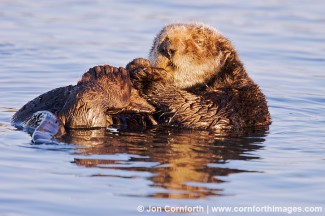 California Sea Otter 22