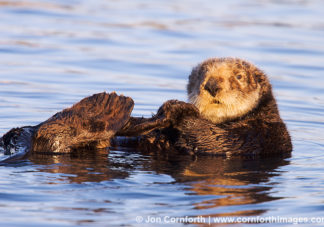 California Sea Otter 24