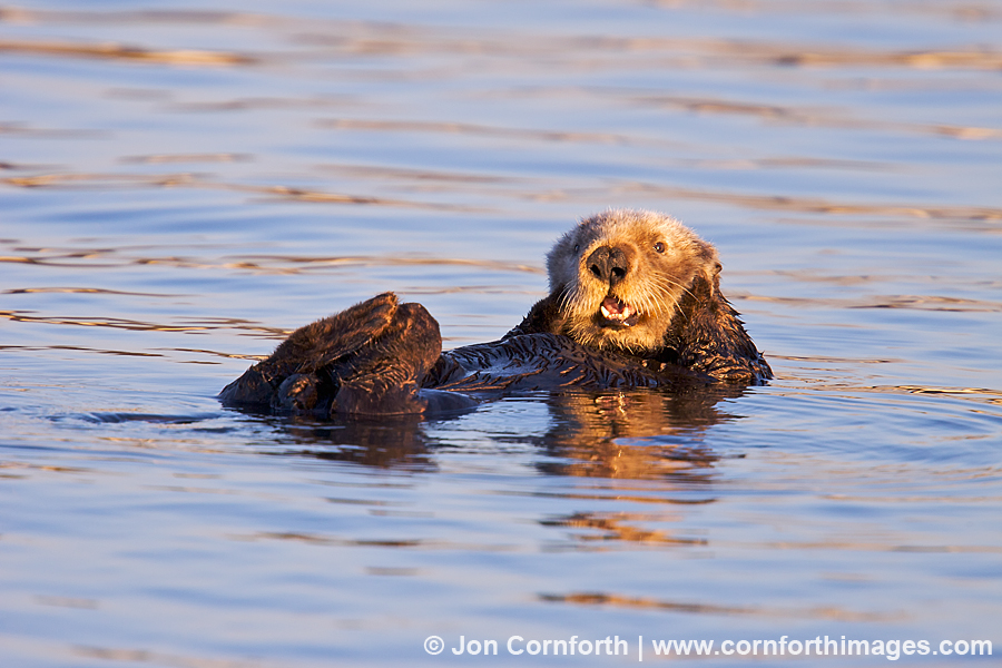 California Sea Otter 28