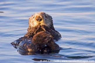 California Sea Otter 3