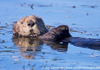 California Sea Otter 30