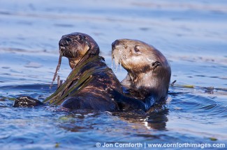 California Sea Otter 31