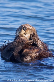 California Sea Otter 34