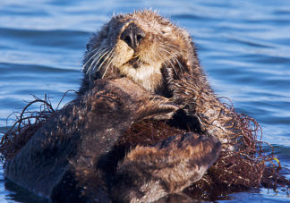 California Sea Otter 34