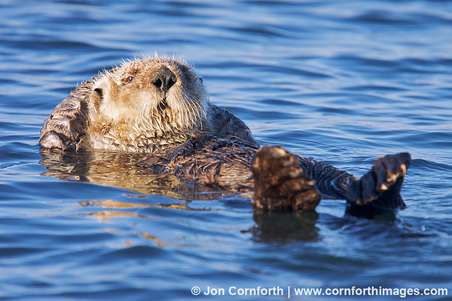 California Sea Otter 37