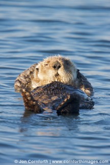 California Sea Otter 46