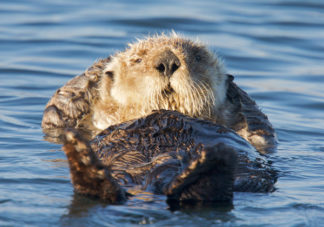 California Sea Otter 46