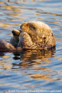 California Sea Otter 5