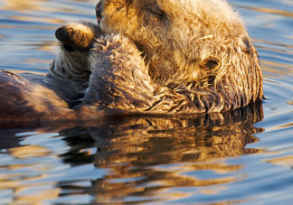 California Sea Otter 5