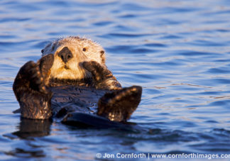 California Sea Otter 50